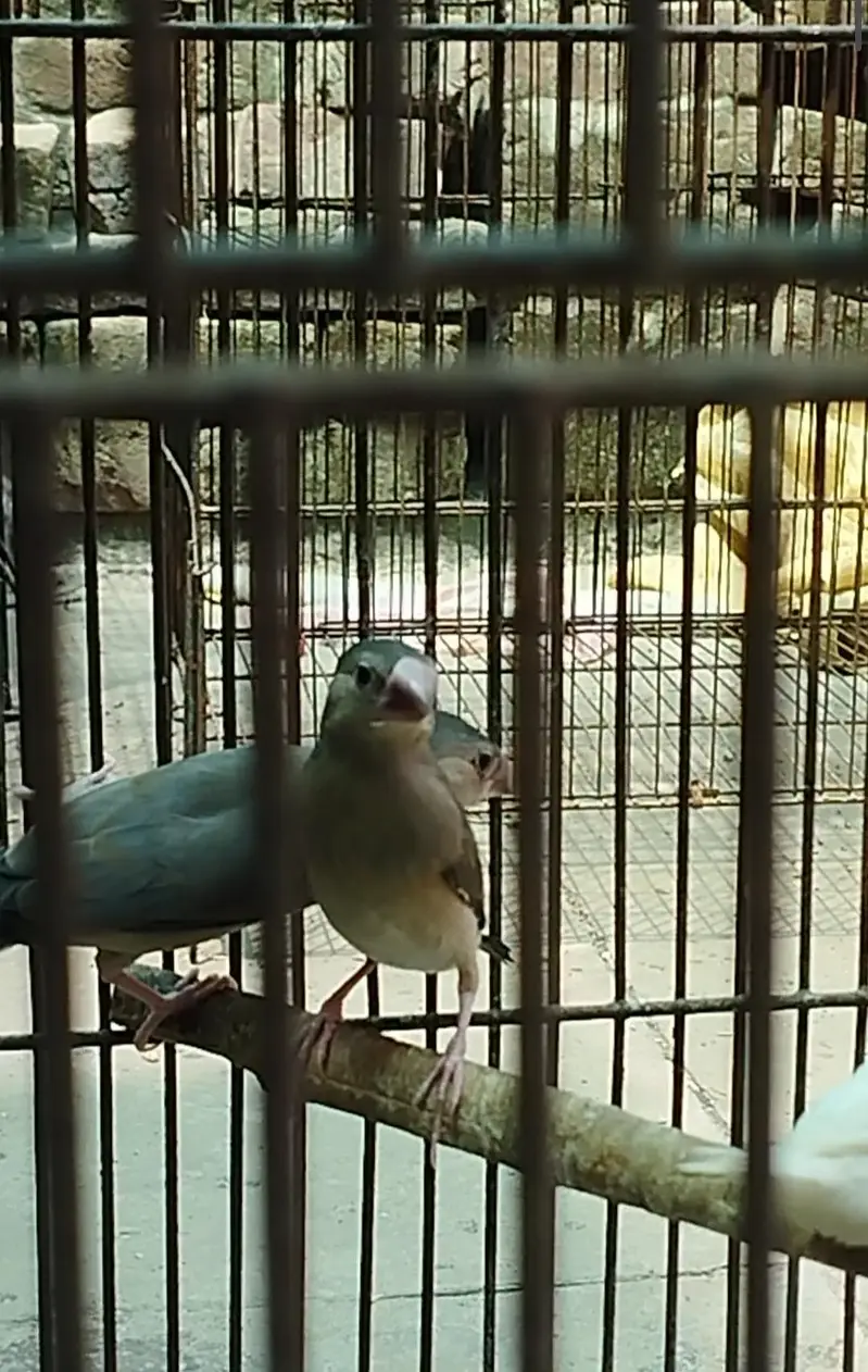 White Crested Banglese and Grey Java/Jawa Finch — photo 4