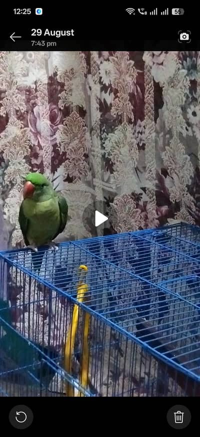 so beautiful Raw parrot hand tame 6 month baby parrot