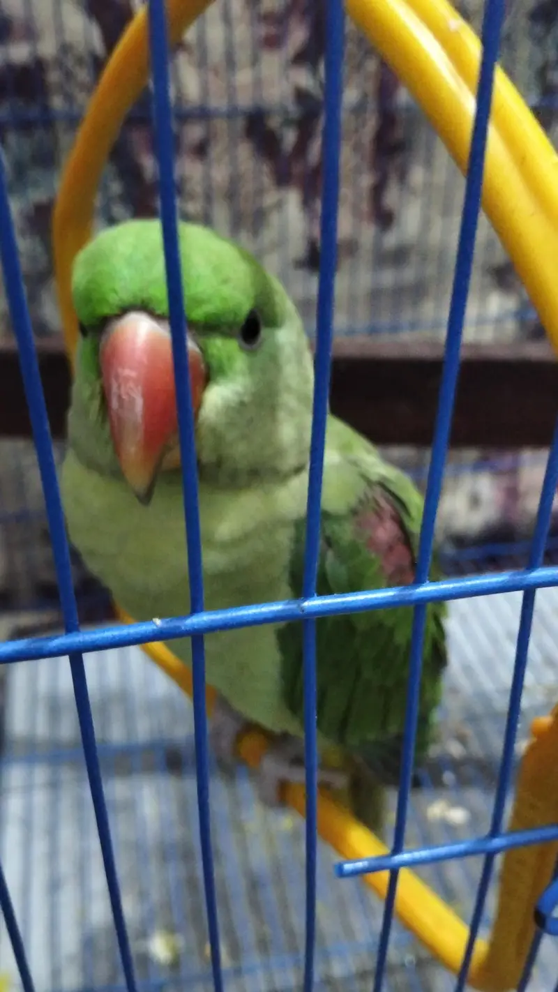 so beautiful Raw parrot hand tame 6 month baby parrot — photo 2