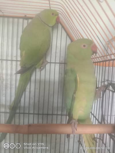 Green ring neck breeder pair