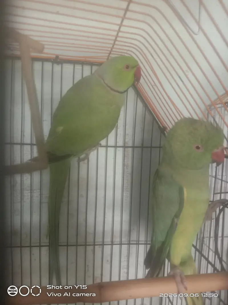 Green ring neck breeder pair — photo 2