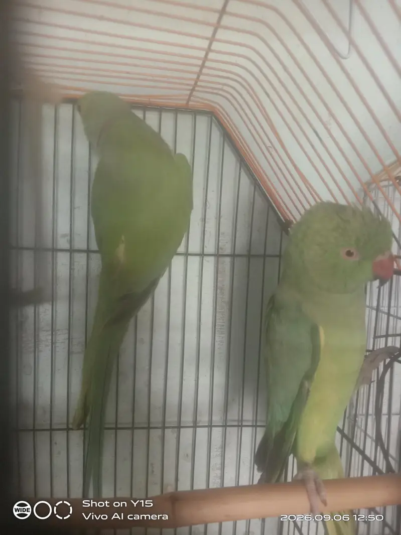 Green ring neck breeder pair — photo 3