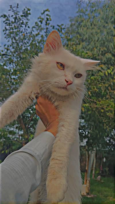 percian cat