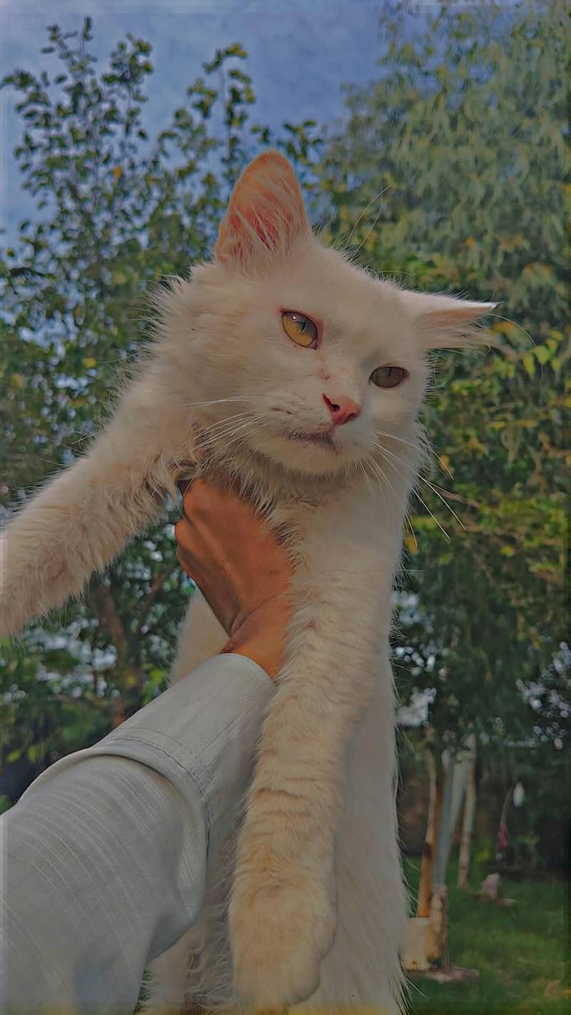 percian cat 0