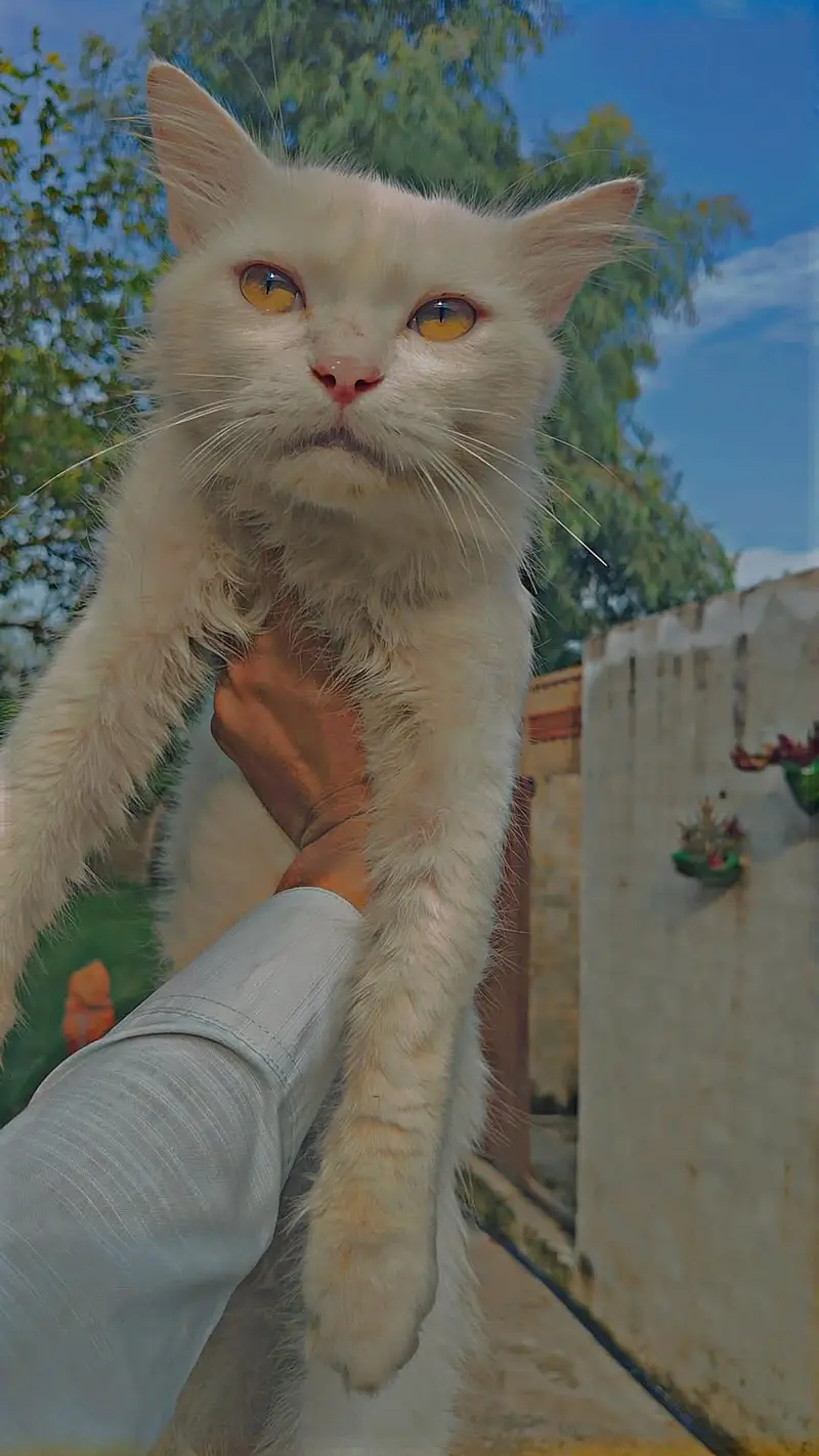 percian cat — photo 2