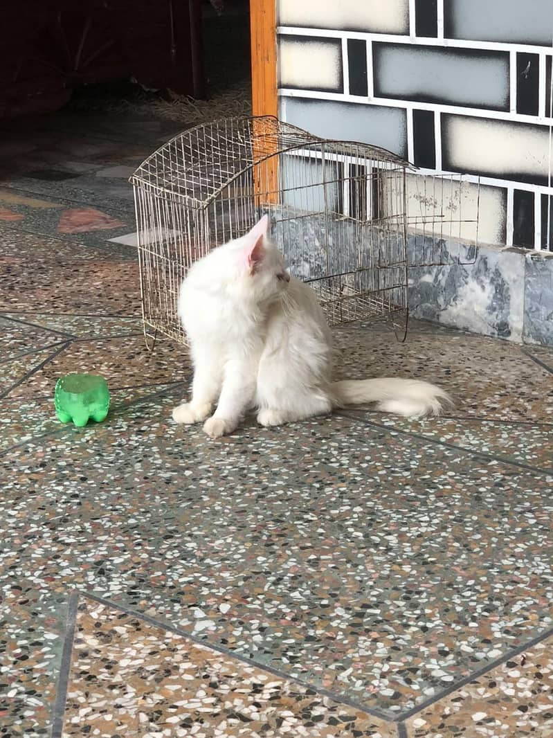 percian cat 2
