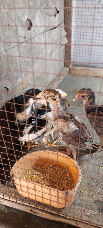 Mianwali - 5 chicks