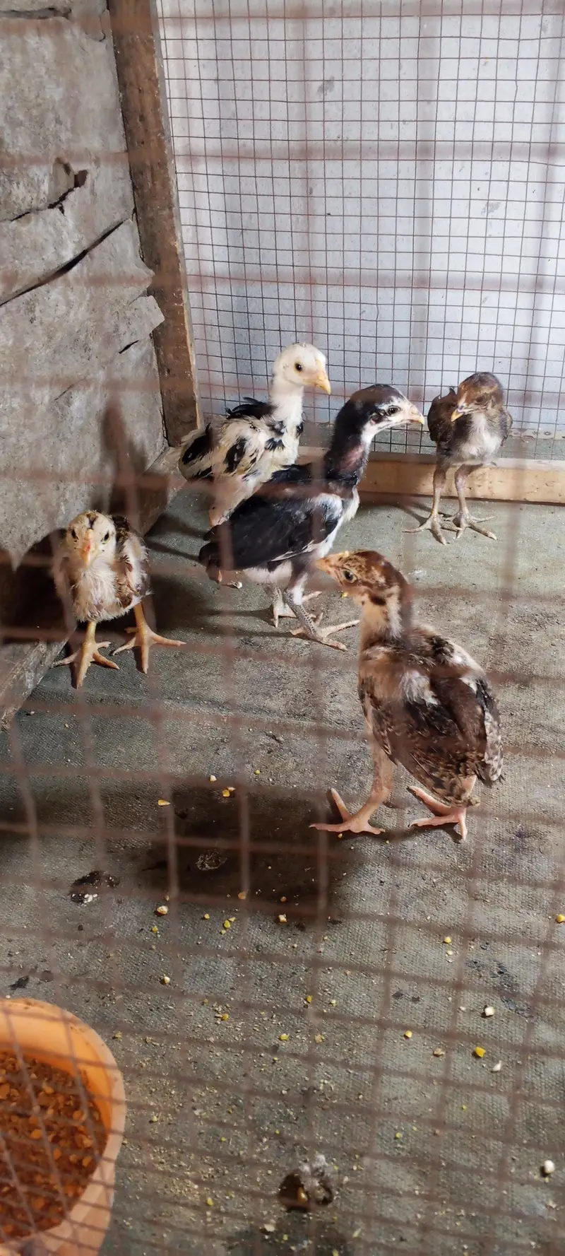 Mianwali - 5 chicks — photo 2