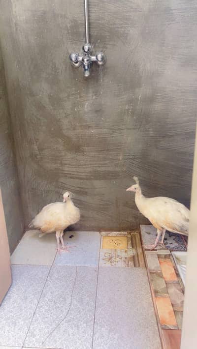 white peacocks
