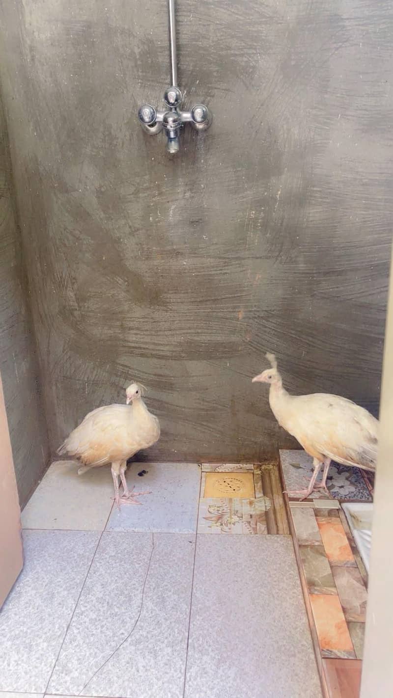 white peacocks 0