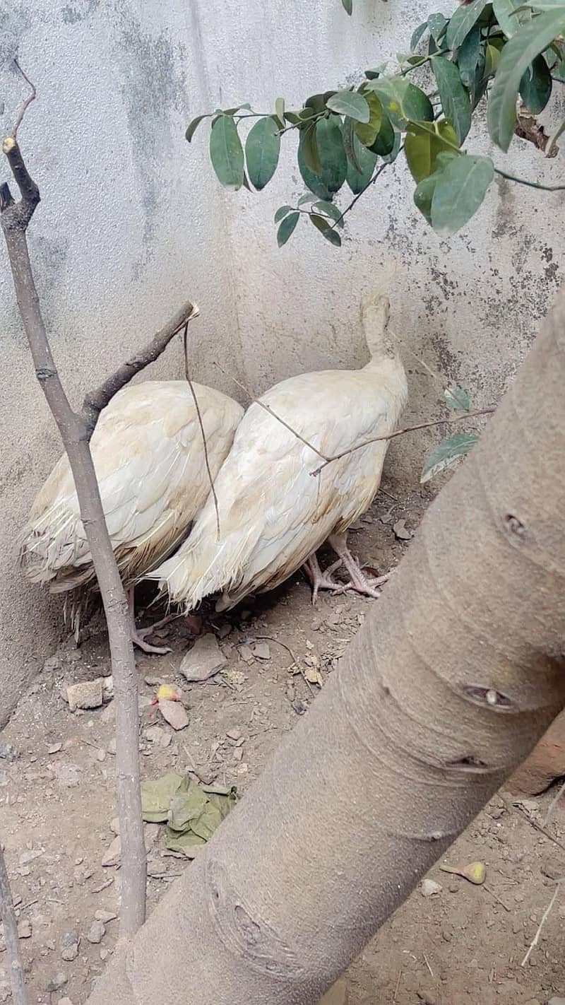white peacocks 1