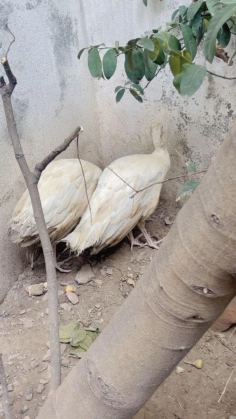 white peacocks — photo 2