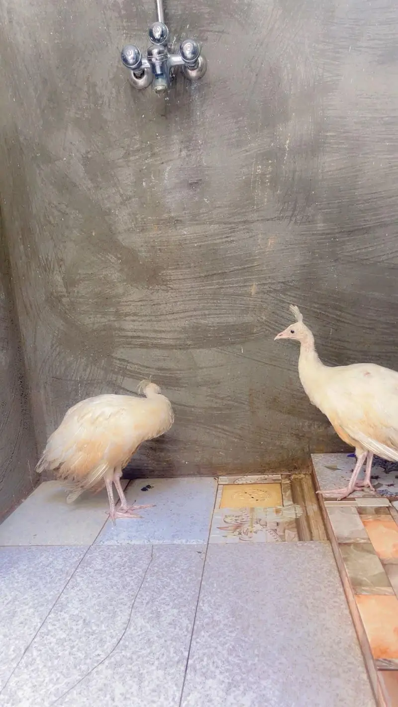 white peacocks — photo 3