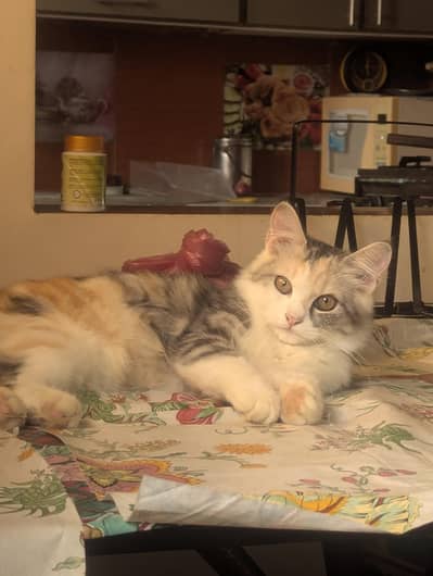 Persian cats triple coat adult and young.