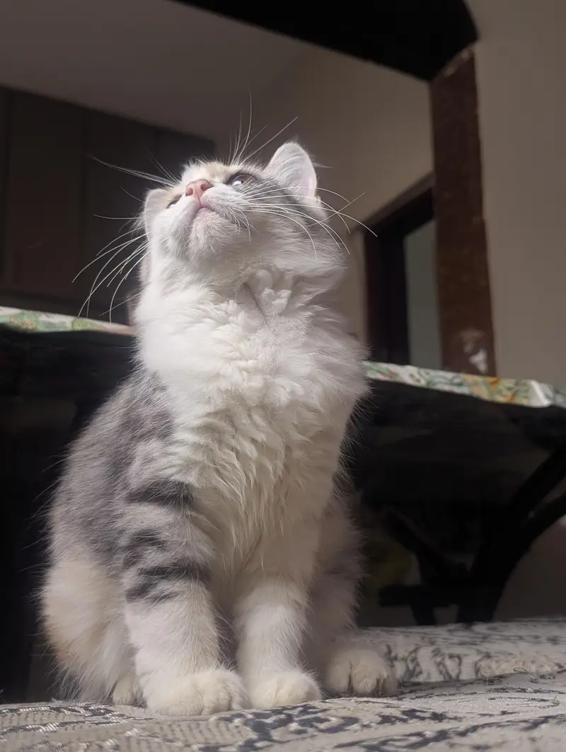 Persian cats triple coat adult and young. — photo 2