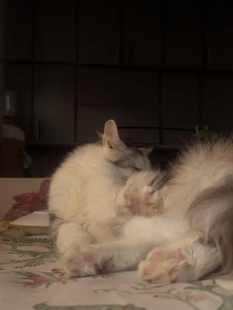 Persian cats triple coat adult and young. — photo 3