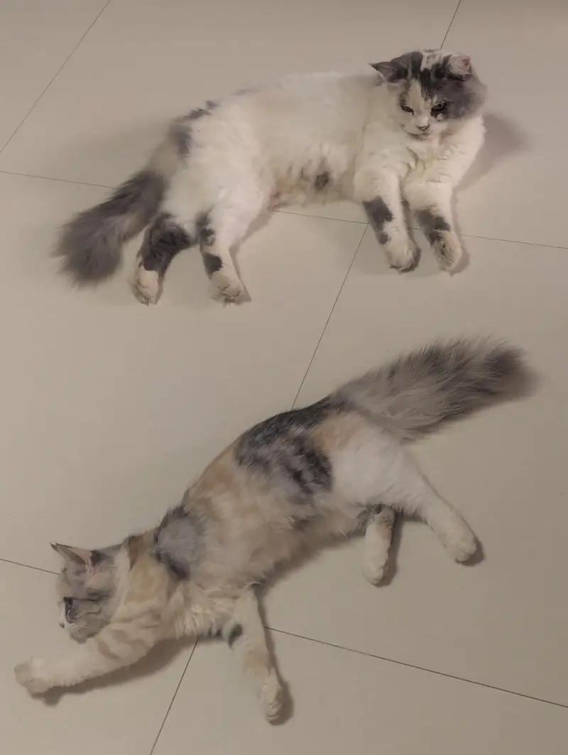Persian cats triple coat adult and young. — photo 6