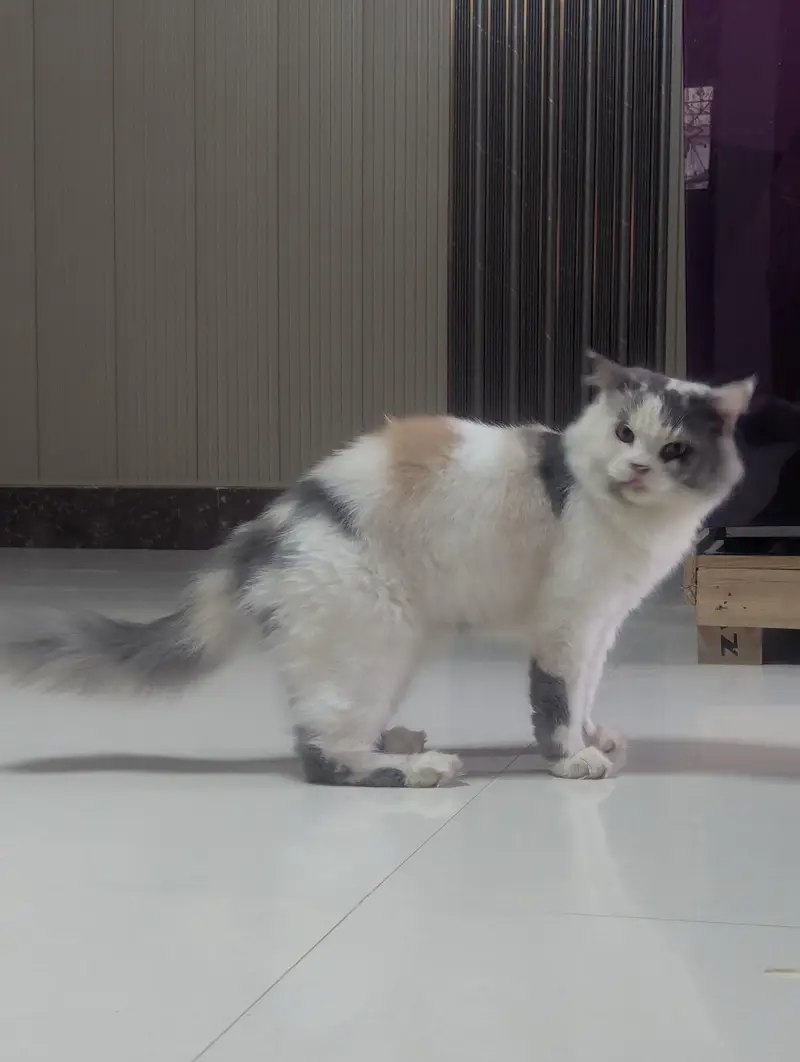 Persian cats triple coat adult and young. — photo 7