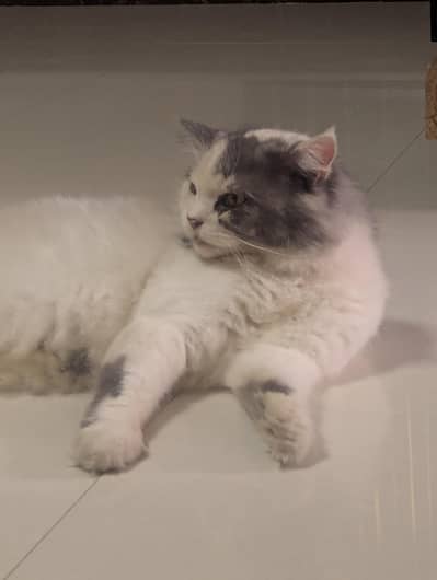 suzzi looking for a new family