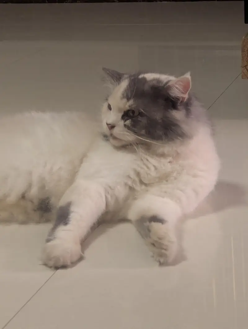 Persian cats triple coat adult and young. — photo 8