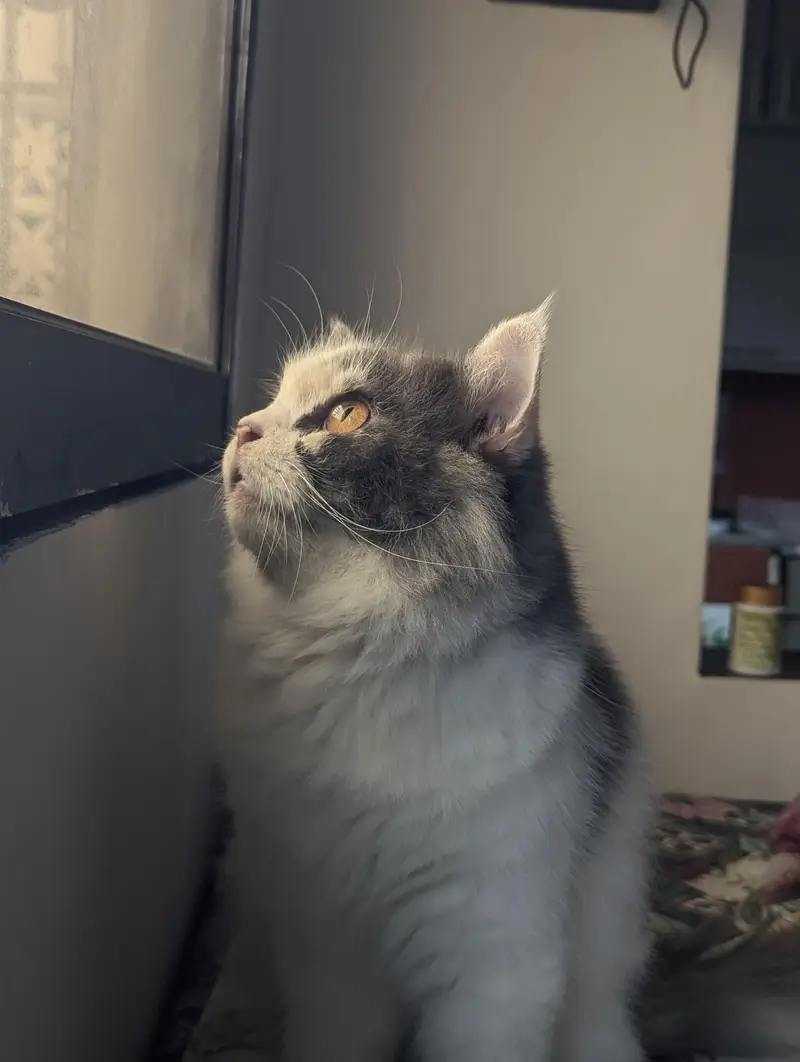 Persian cats triple coat adult and young. — photo 9