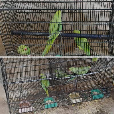 Ringneck parrots for sale with cages