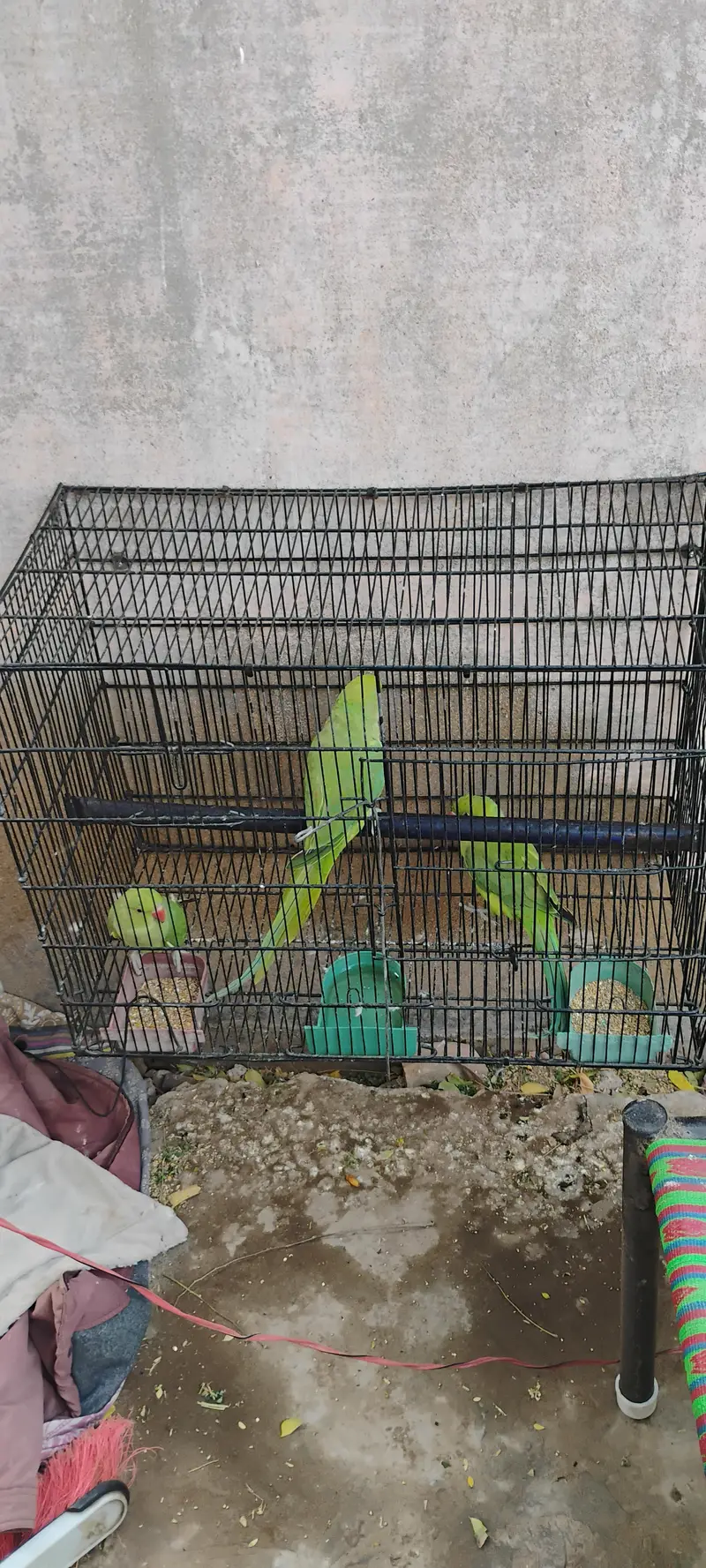 Ringneck parrots for sale with cages — photo 2