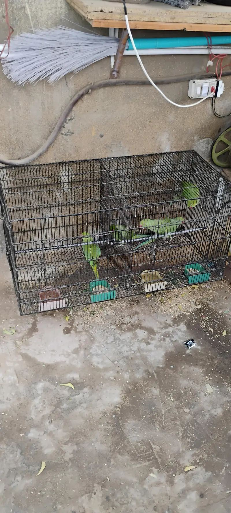 Ringneck parrots for sale with cages — photo 3