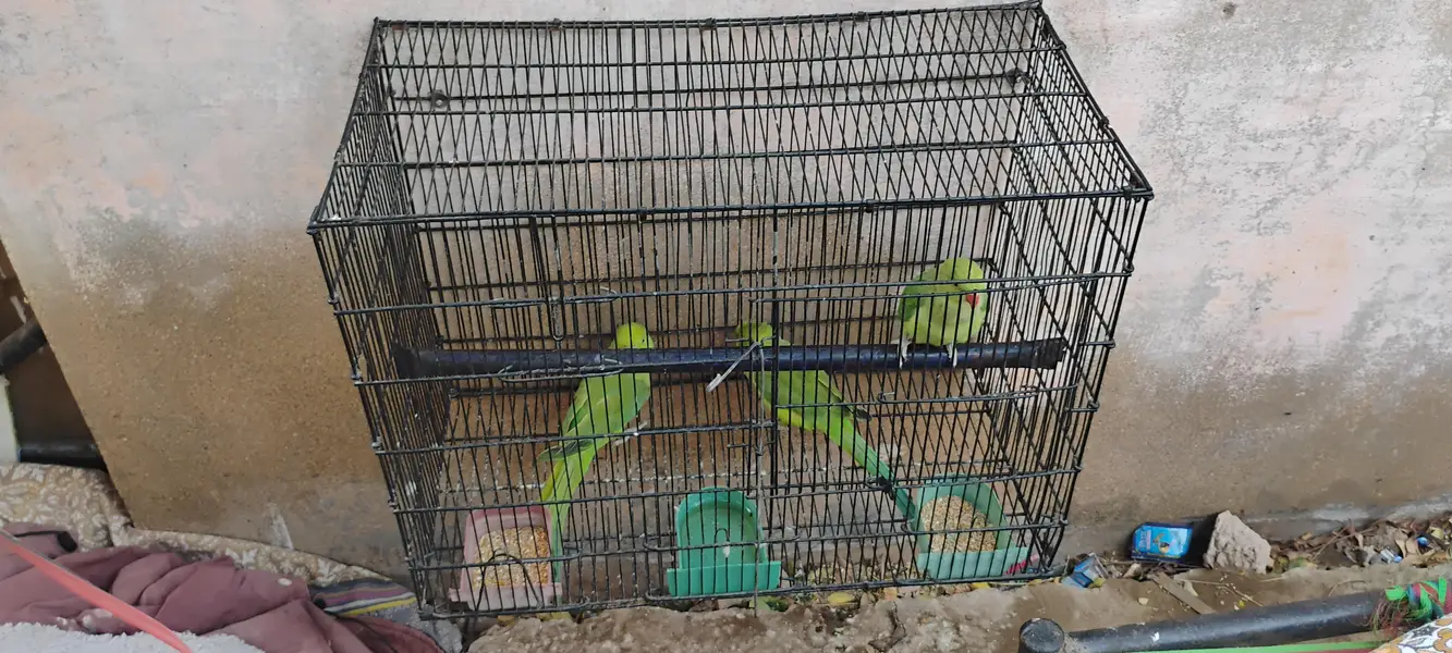 Ringneck parrots for sale with cages — photo 4