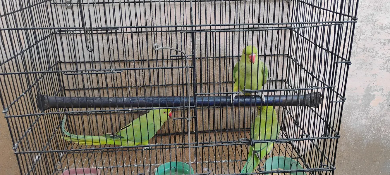 Ringneck parrots for sale with cages — photo 5