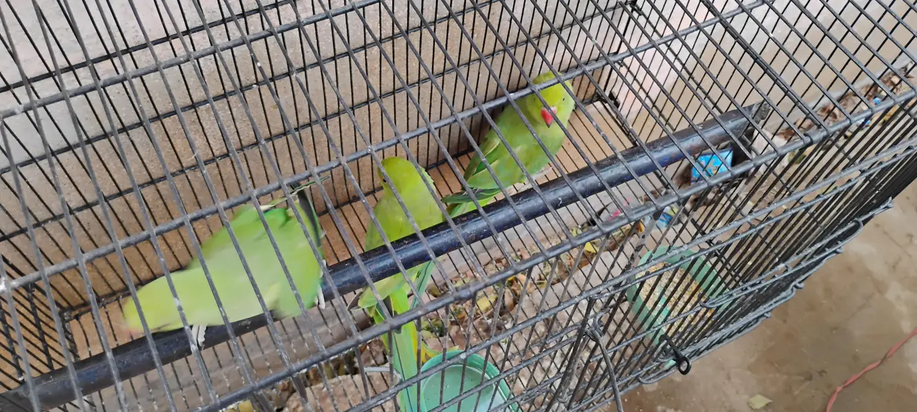 Ringneck parrots for sale with cages — photo 6