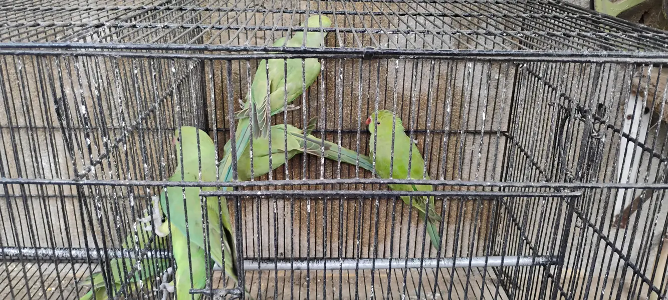 Ringneck parrots for sale with cages — photo 7