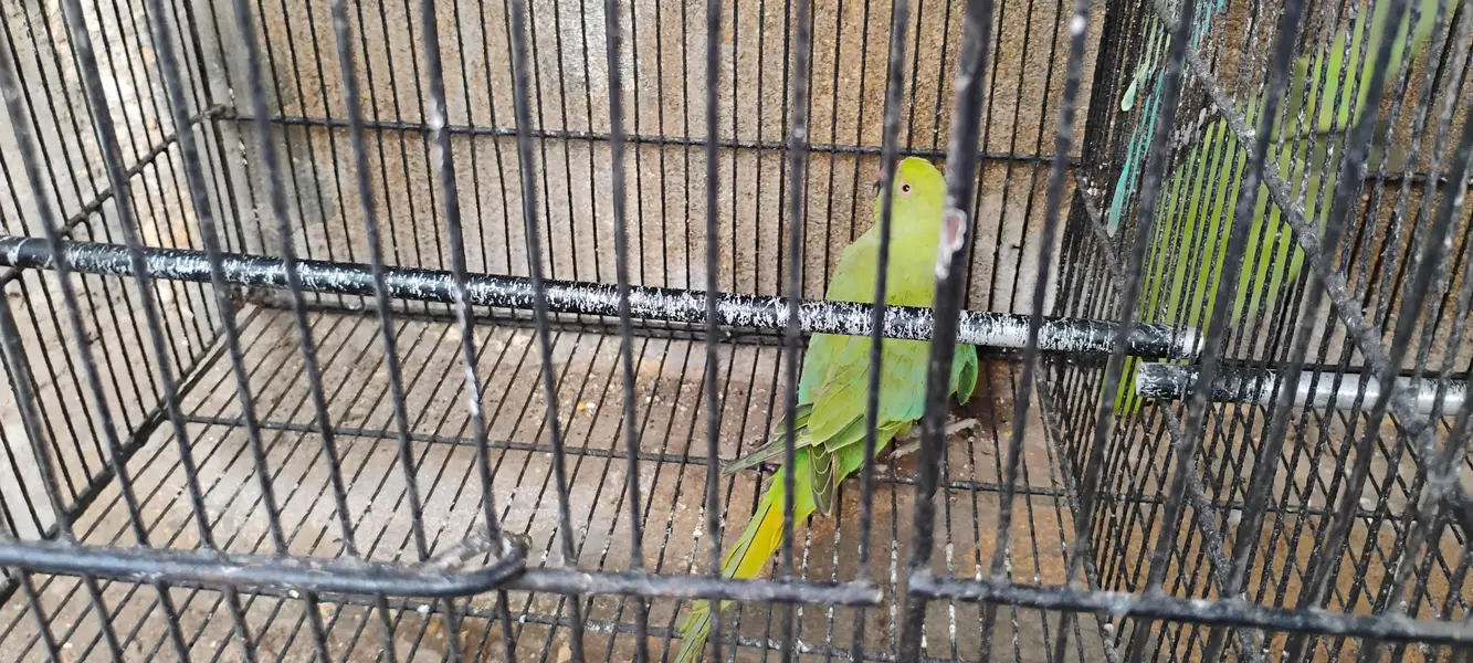 Ringneck parrots for sale with cages — photo 8