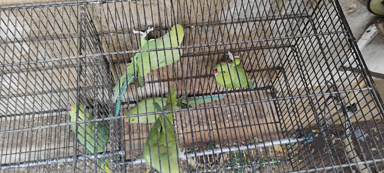 Ringneck parrots for sale with cages — photo 9