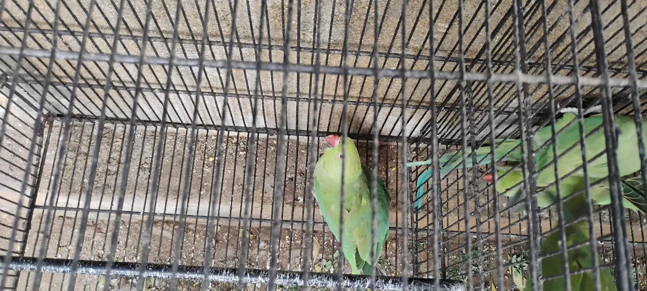 Ringneck parrots for sale with cages — photo 10