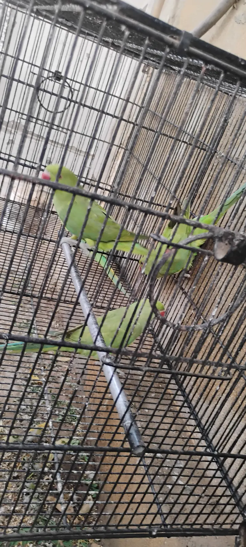 Ringneck parrots for sale with cages — photo 11