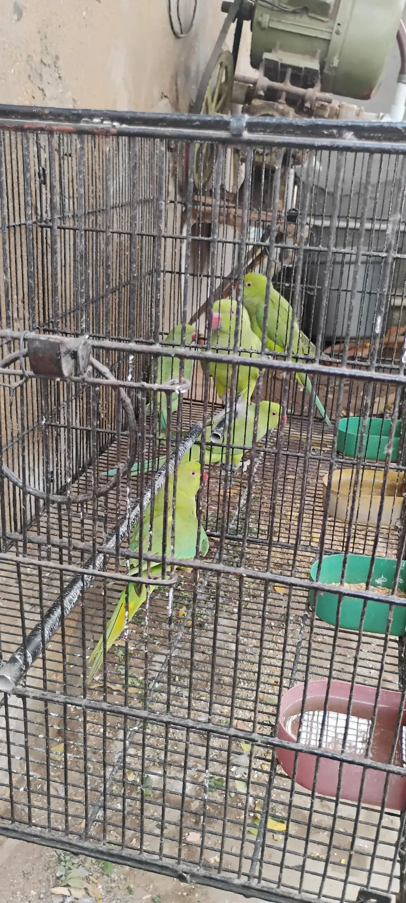 Ringneck parrots for sale with cages — photo 12