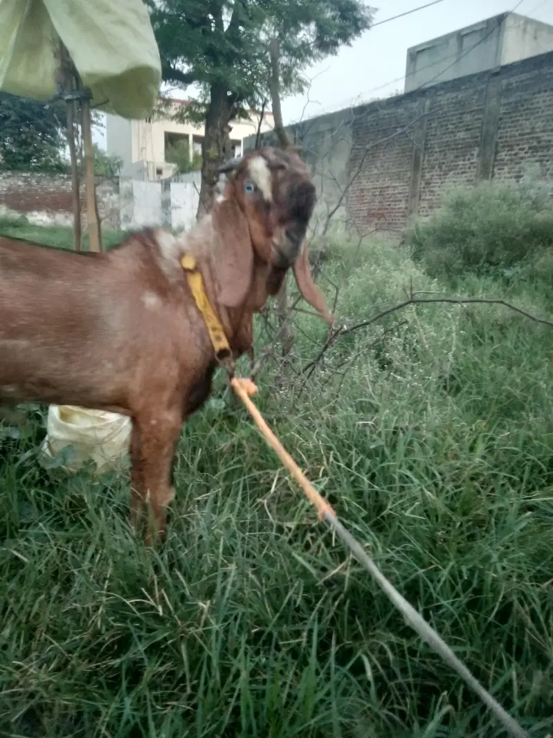 donda bkra for sale