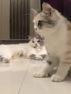 Persian cats triple coat adult and young. — photo 5