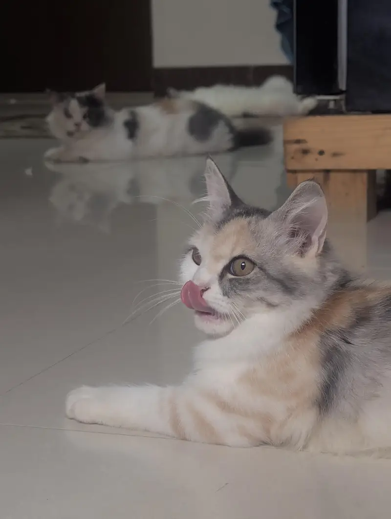 Persian cats triple coat adult and young. — photo 10