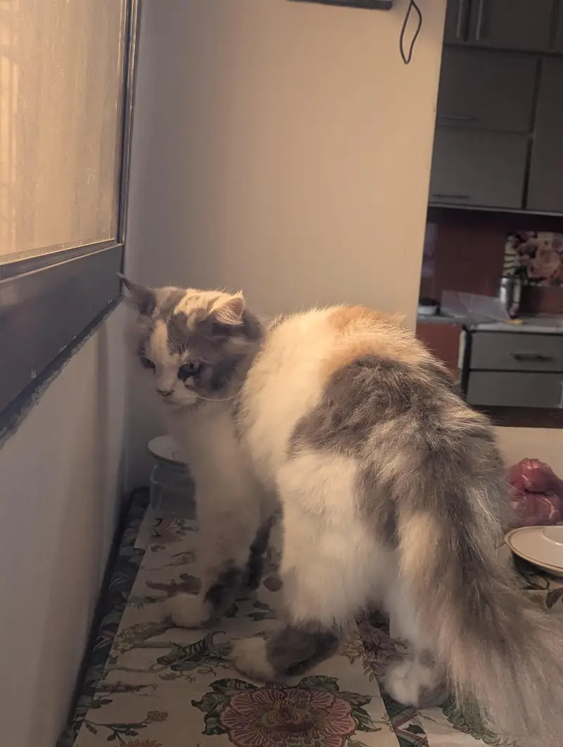 Persian cats triple coat adult and young. — photo 11