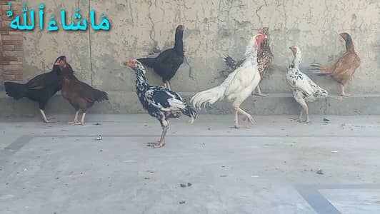 Heera | White Buff | Golden Buff | Pakistani Aseel | Eggs 03204143422