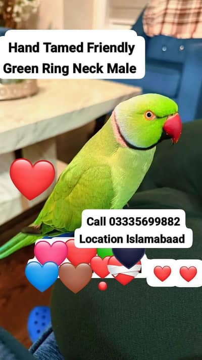 Hand Tamed Full Friendly Green Ring Neck Male Parrot Jumbo Size