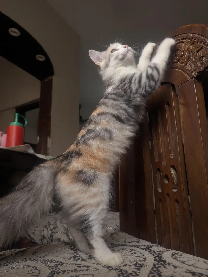 Persian cats triple coat adult and young. — photo 4