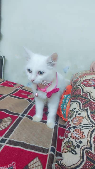 Persian kitten pure white triple coated