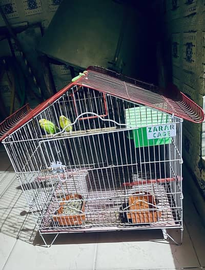 best parrots pair  cage ka sath