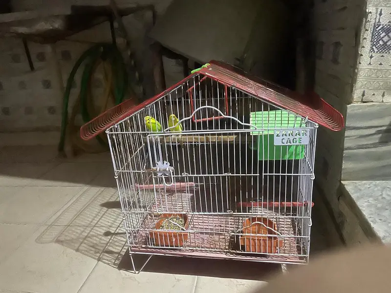 best parrots pair  cage ka sath — photo 2
