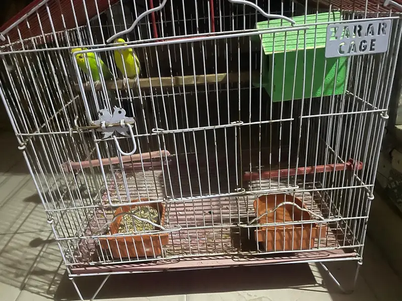 best parrots pair  cage ka sath — photo 3