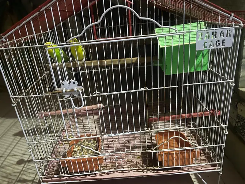 best parrots pair  cage ka sath — photo 4