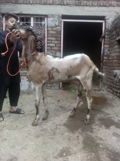 Goat for sale / Bakri 03125111601